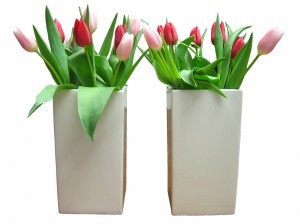tulipanes