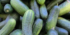 pepinos para gazpacho