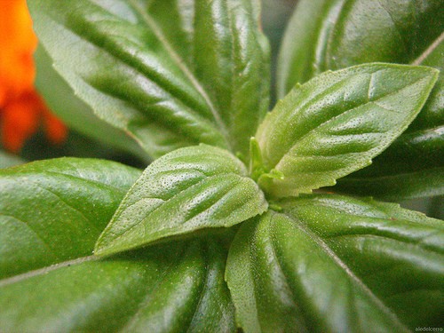 albahaca fresca