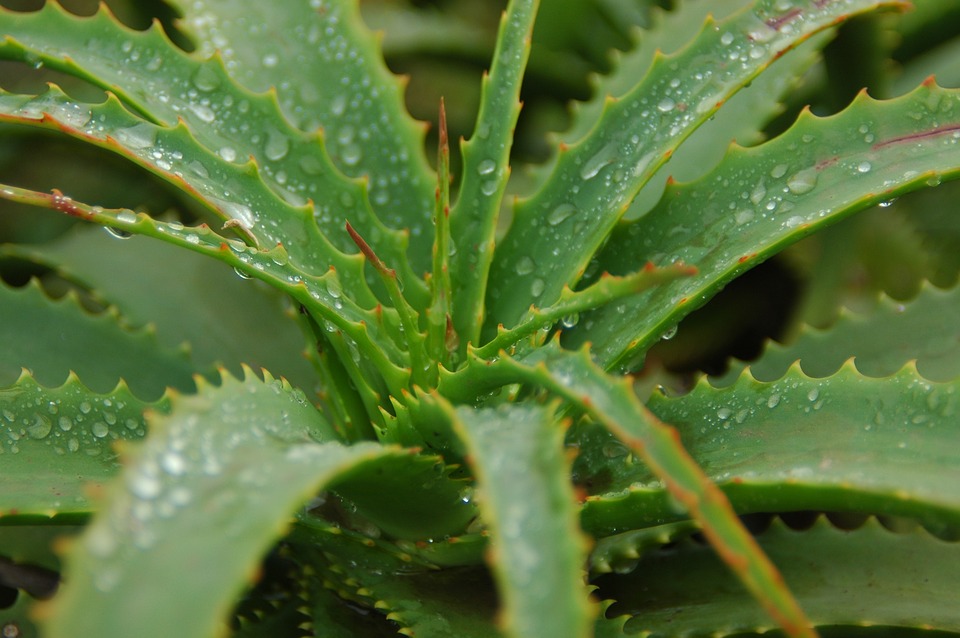 Cómo hacer nuestra propia crema de Aloe vera