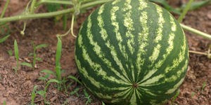 elegir una sandia
