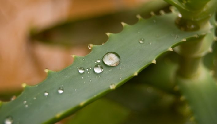 aloe mascarilla casera