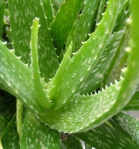 aloe