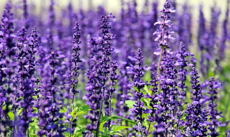 ambientador casero armarios lavanda