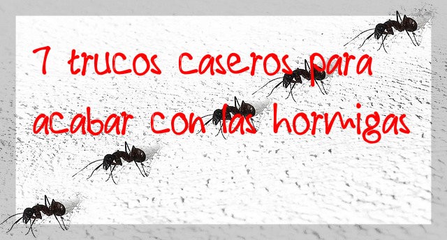 Dato favorito proteger 7 trucos caseros para acabar con las hormigas › Ahorradoras.com