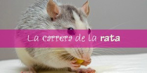 carrera de la rata