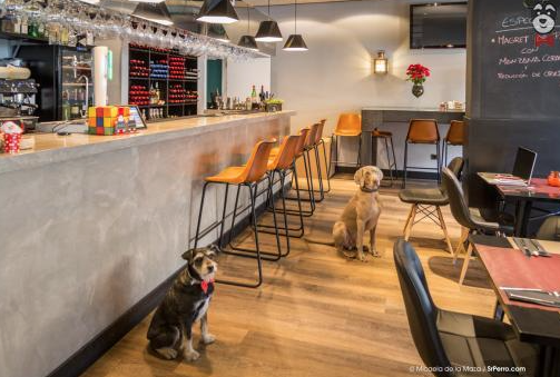 Locales para ir con tu perro en Madrid