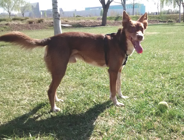 Cómo entrenar a tu perro