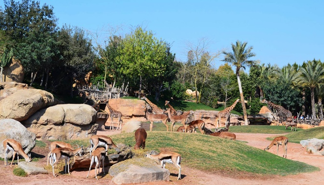 Descuento en la entrada de Bioparc