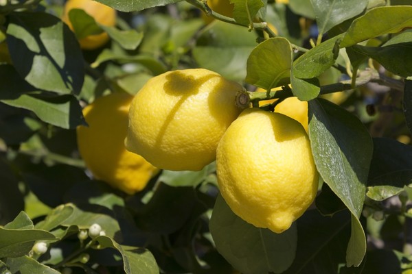 limon