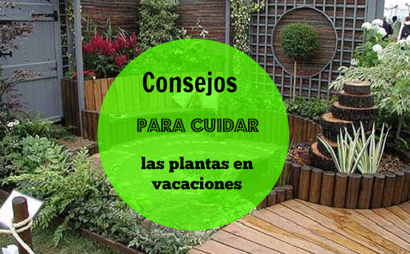 cuidar plantas en vacaciones