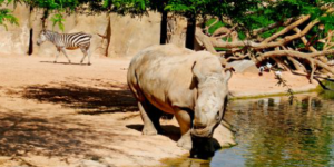 descuento bioparc