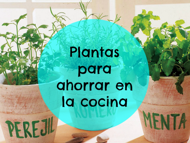 Plantas indispensables que te harán ahorrar