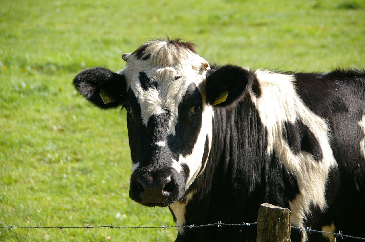 mitos de la leche