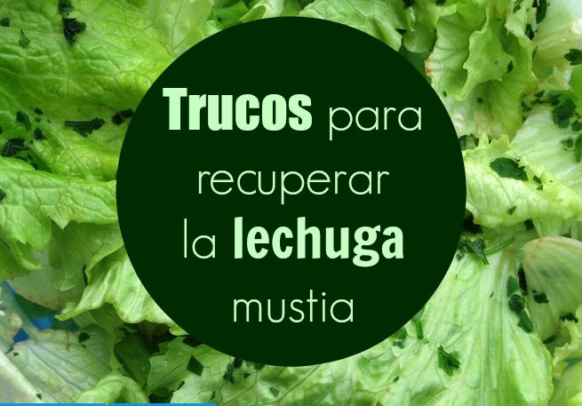 lechuga-mustia.jpg