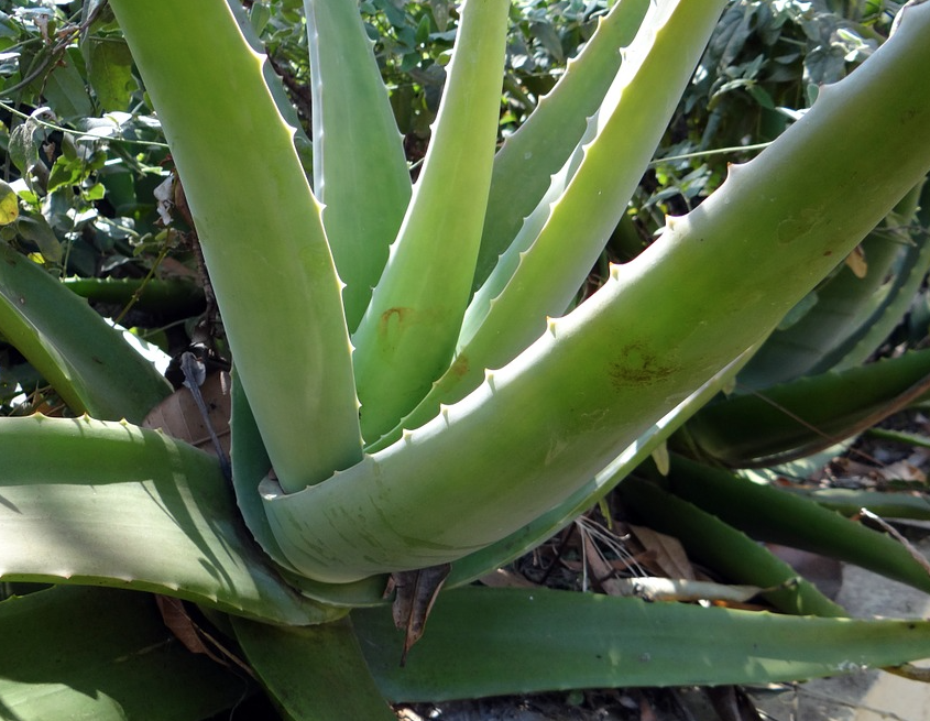 Plantas medicinales para casa