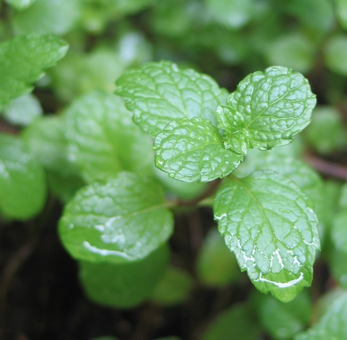 Plantas medicinales para casa