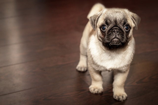 Quita los pelos de animales en alfombras y ropa