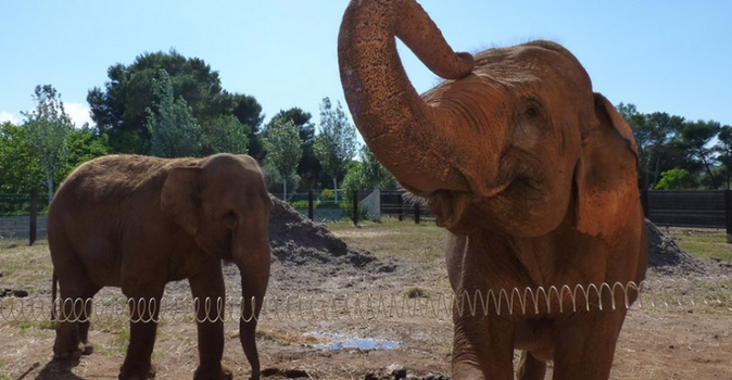 Entradas baratas para el Safari Zoo de Mallorca