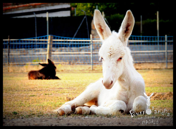 Visita gratis Burrolandia en Madrid