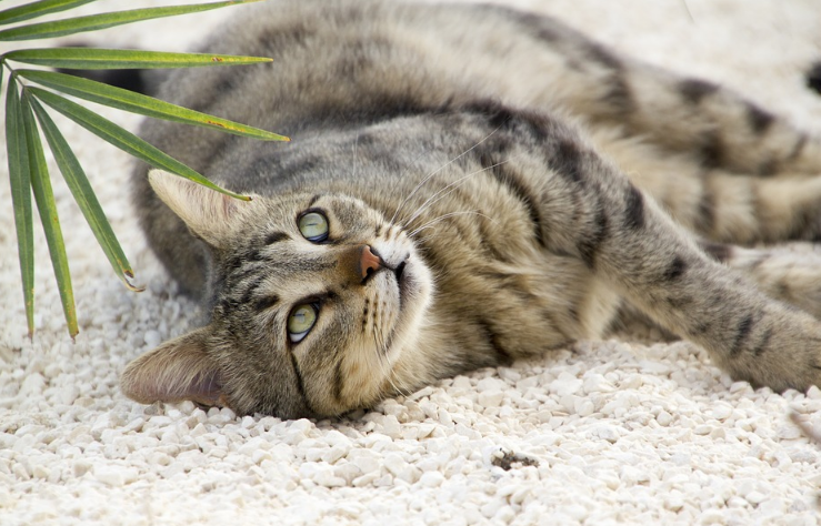 Cómo hacer arena para gatos casera