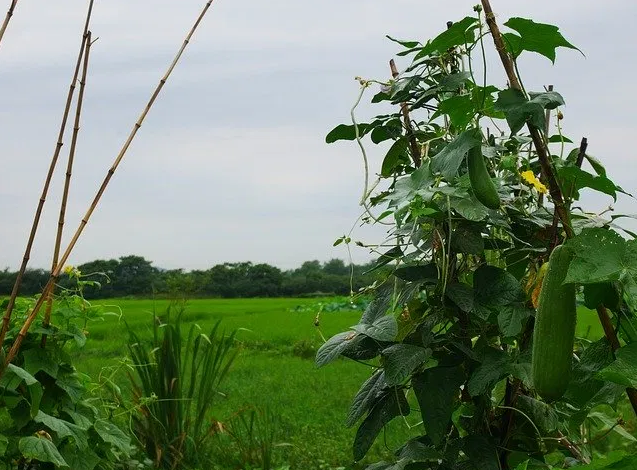 cultivar esponjas