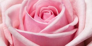 hacer rosa de papel