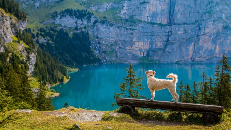 10  hoteles PetFriendly para viajar