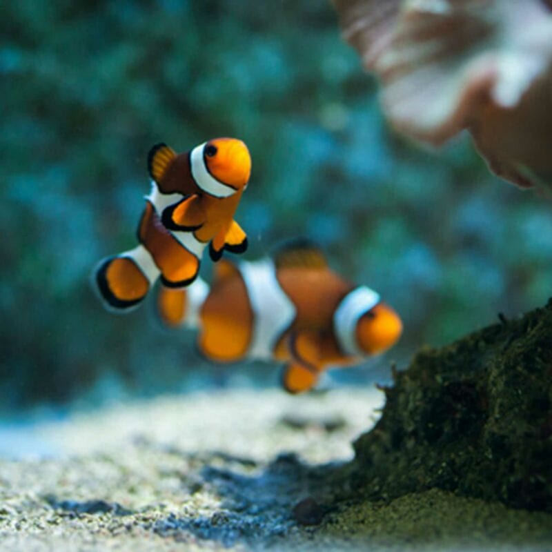 Código descuento Sea Life Benalmádena